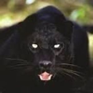 Meet your Posher, Linnie